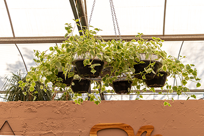 Galeria Expoflora