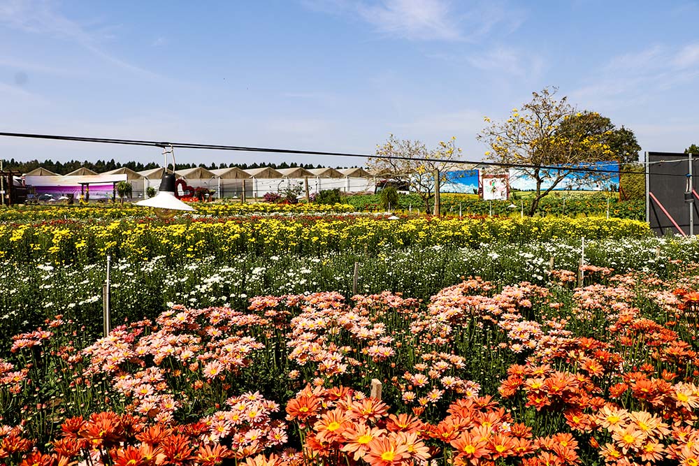 Passeio Turístico Magic Garden Holambra - Expoflora Holambra